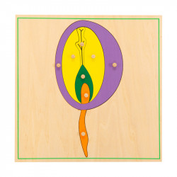 Puzzle graine en bois Montessori : découvrez la botanique de façon interactive. Pour les 3-7 ans, ce jeu éducatif développe la m