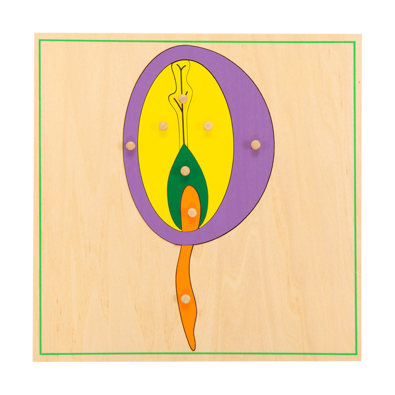 Puzzle graine en bois Montessori : découvrez la botanique de façon interactive. Pour les 3-7 ans, ce jeu éducatif développe la m