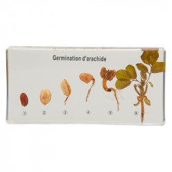 Germination de l'arachide