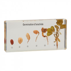 Germination de l'arachide.