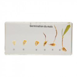 Germination du maïs
