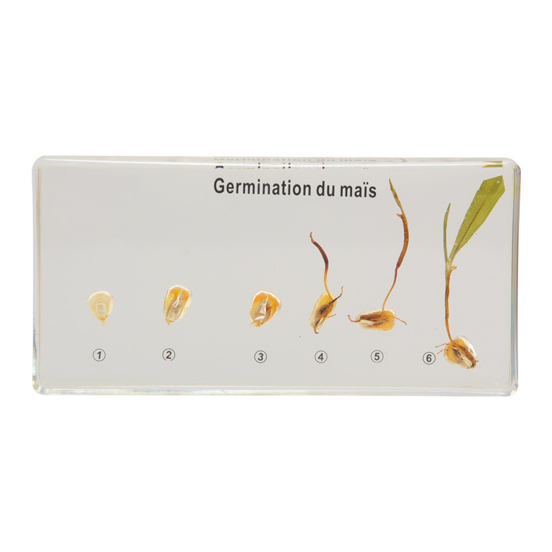 Germination du maïs