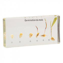 Germination du mais.