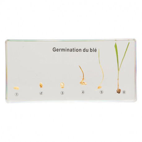 Germination du blé.