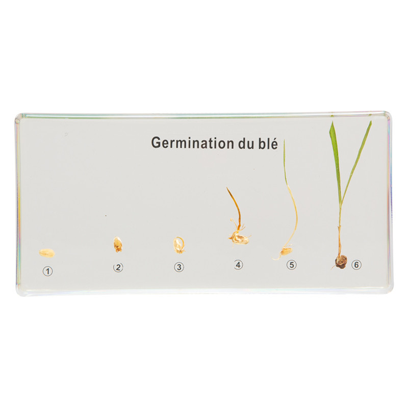 Germination du blé.