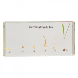 Germination du blé.
