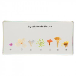 Système de fleurs.