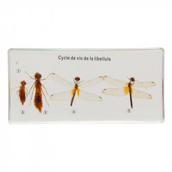 Cycle de vie de la libellule.