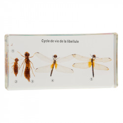 Cycle de vie de la libellule.