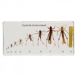 Cycle de vie du criquet.