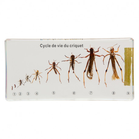 Cycle de vie du criquet.
