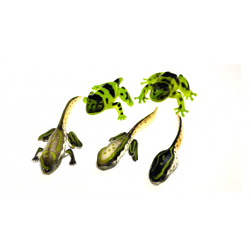 Développement de la grenouille.