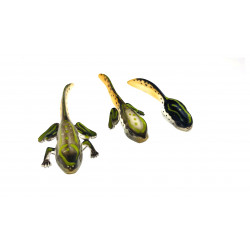 Développement de la grenouille.