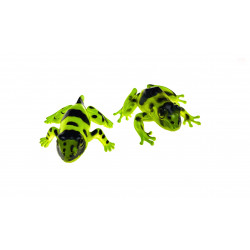 Développement de la grenouille.