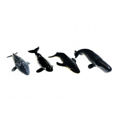 Les animaux de l'antarctique.