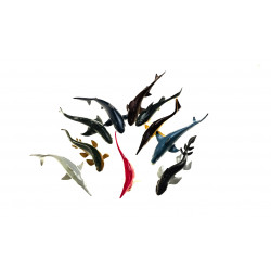 Les différents requins.