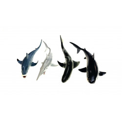 Les différents requins.