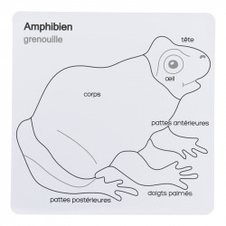 puzzle oiseau