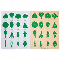 plaque botanique feuilles + feuille de controle