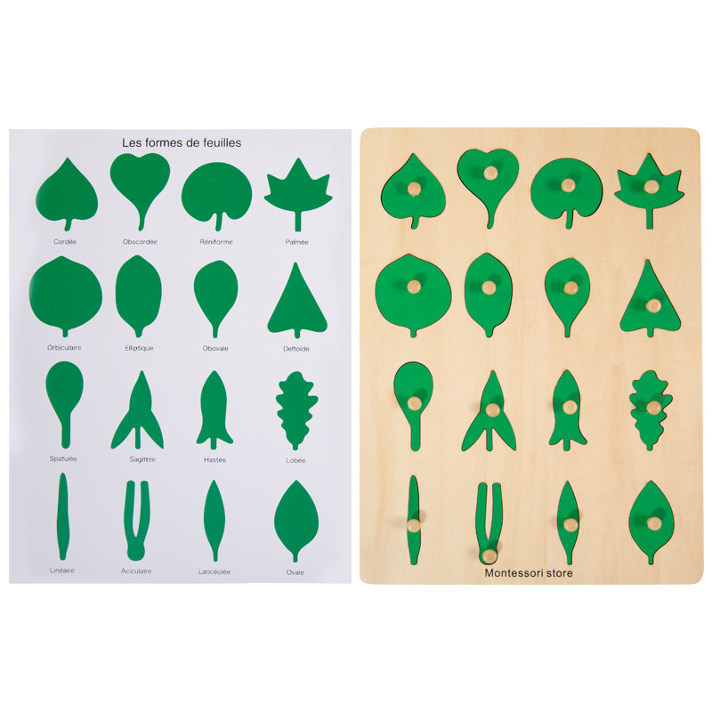 plaque botanique feuilles + feuille de controle