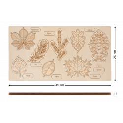 cabinet de botanique feuilles complet