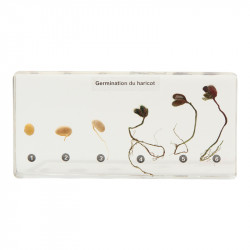 Germination du haricot.