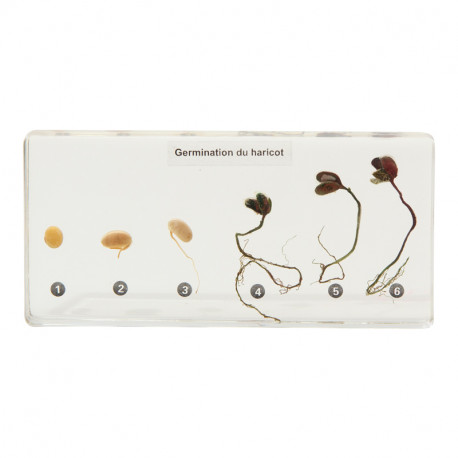 Germination du haricot.