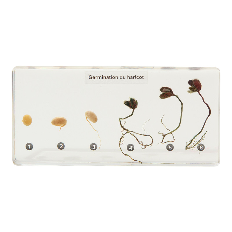 Germination du haricot.