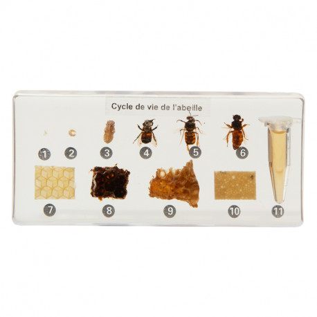 Cycle de vie de l'abeille.