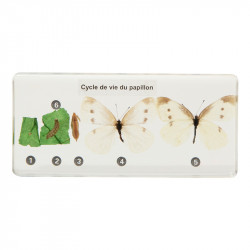Cycle de vie du papillon.