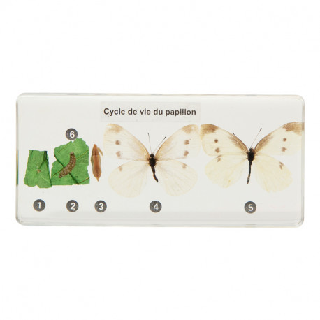 Cycle de vie du papillon.