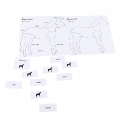 cartes pour cabinet de zoologie