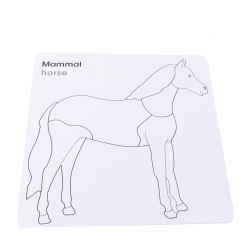 cartes pour cabinet de zoologie